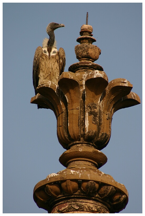 Vulture