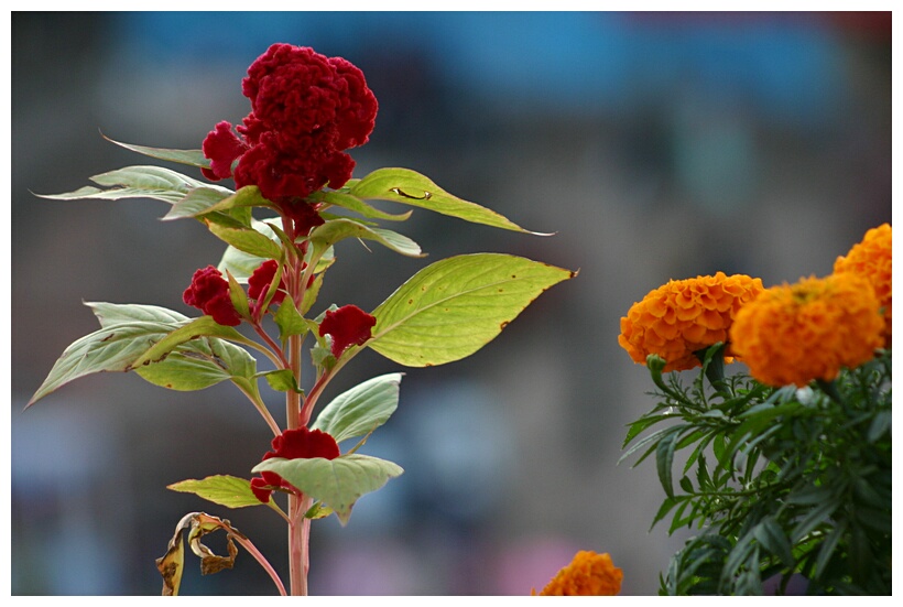 Flowers