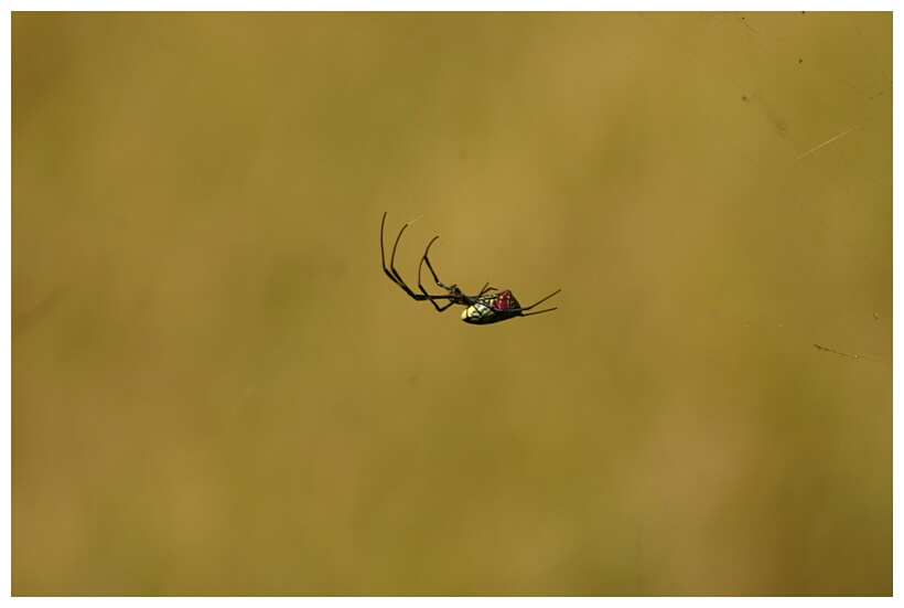 Invisible Web