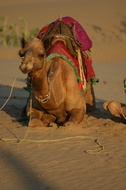 Camel