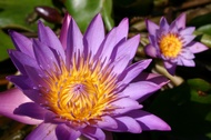 Water lily