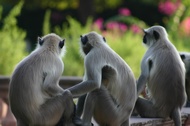 Monkeys (Jodhpur)