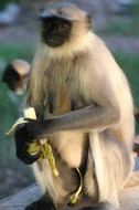 Monkey