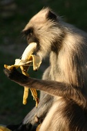 Monkey eating