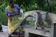 Aggressive Monkey 