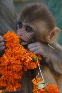 Monkey at Swayambhunath