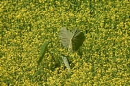 Yellow Field