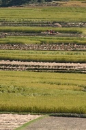 Rice Fields
