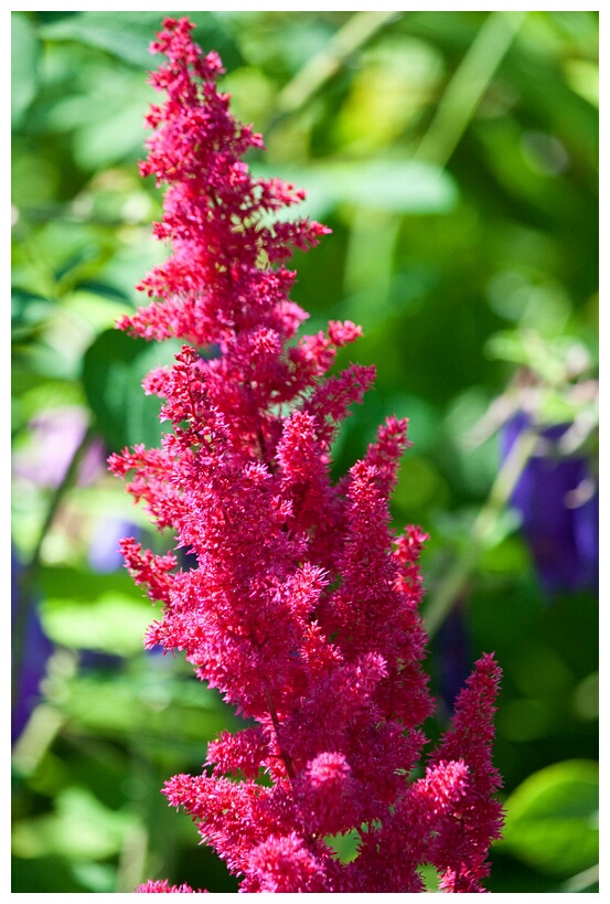 Purple Flower