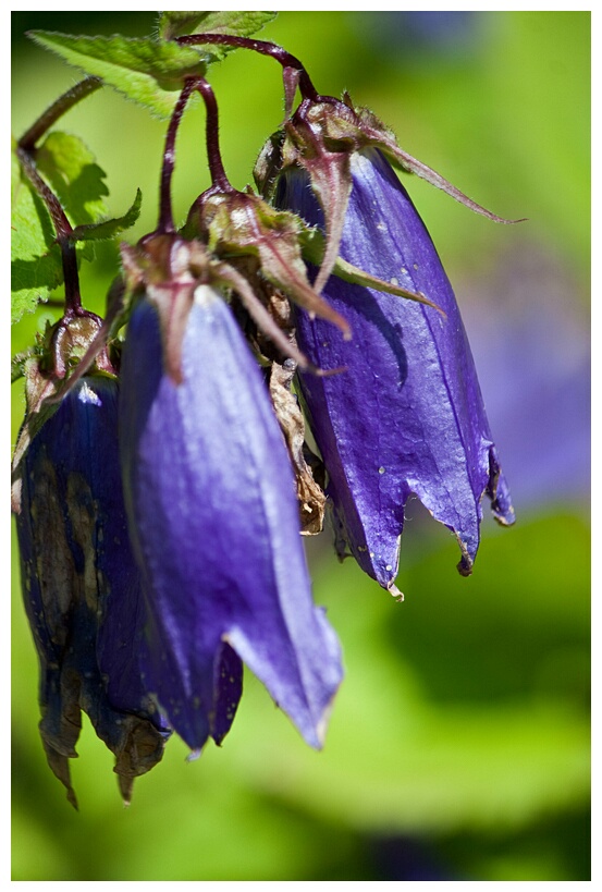 Harebell