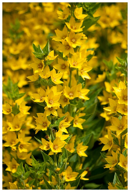 Yellow Flowers