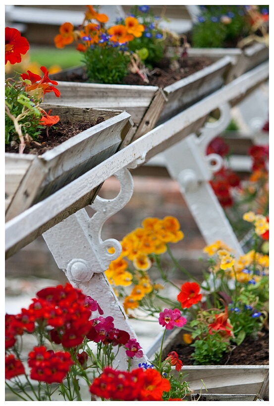 Victorian Flowers