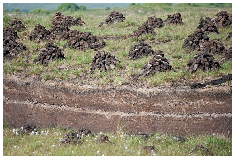 Peat Field