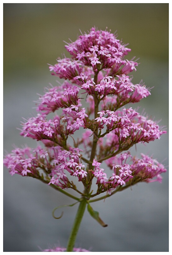 Red Valerian