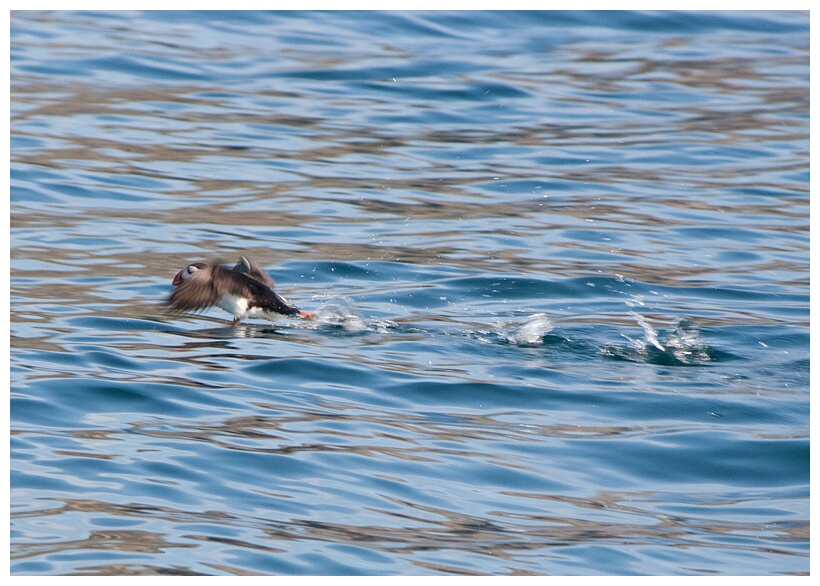 Puffin