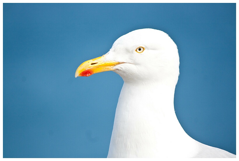 Seagull