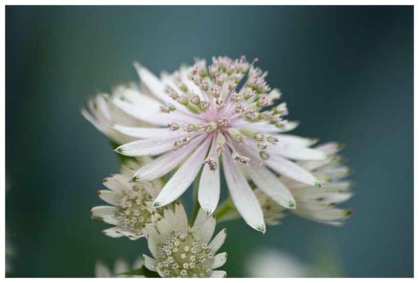 Irish Flower