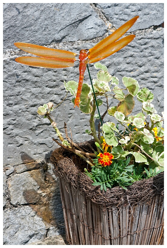 Orange Dragonfly