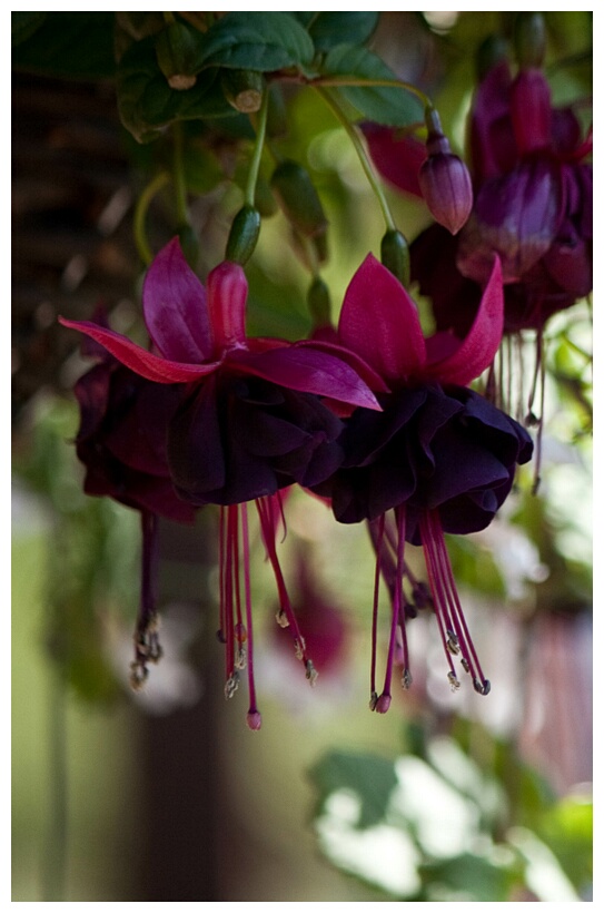 Fuchsias