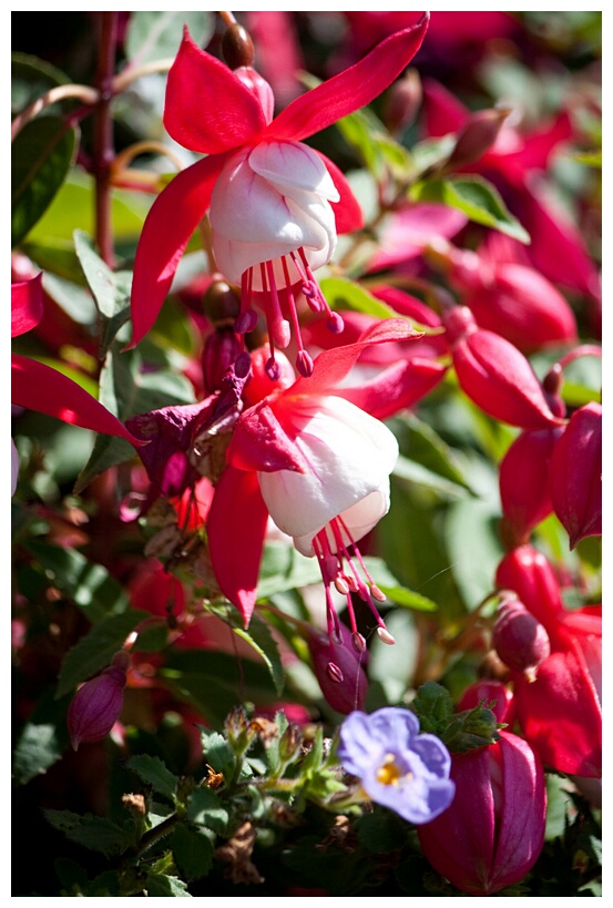 Fuchsias