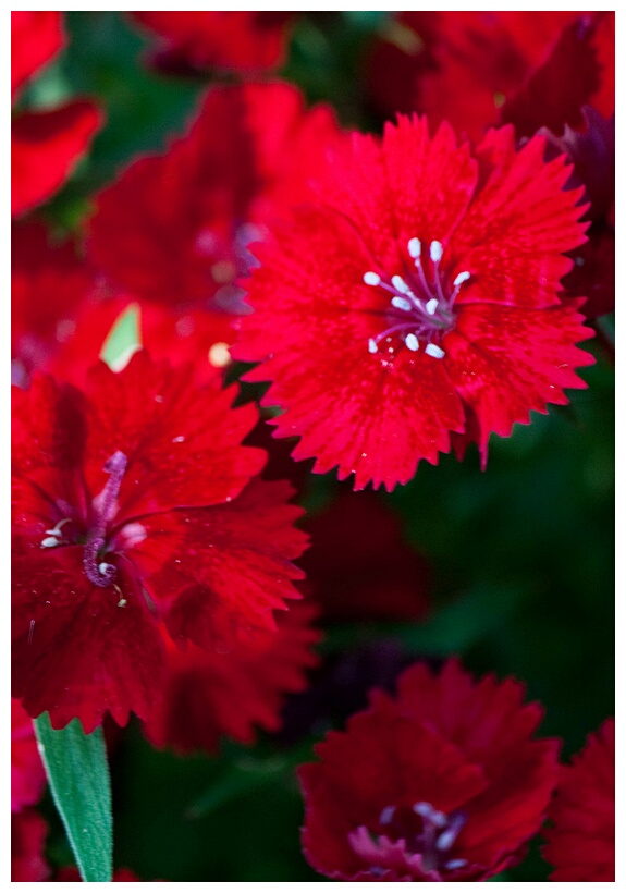 Red Sweet Williams