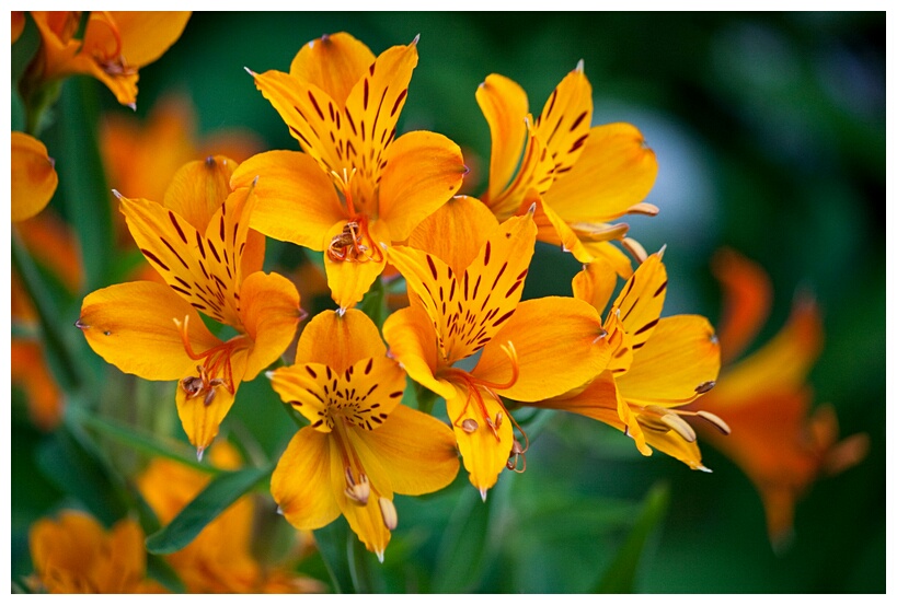Orange Lily Flowers