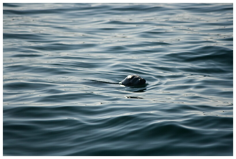 A Seal