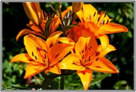 Orange Lily