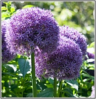 Allium