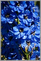 Blue Flowers