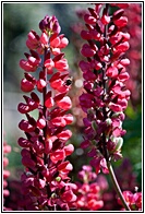 Flowers of Mount Stewart Gardens