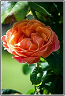 A Rose