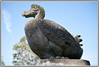 Dodo Terrace
