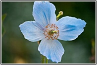 Blue Poppy