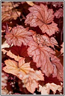 Red Leafs