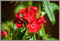 Geranium Sanguineum
