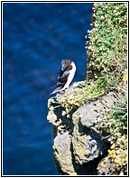 Razorbill