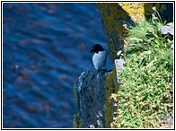 Razorbill