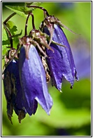 Harebell