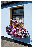 Flowrished Window