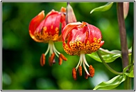 Lilies