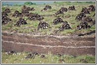 Peat Field