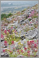 Limestone Landscape