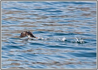 Puffin