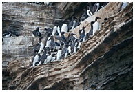 Common Guillemots