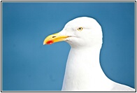 Seagull