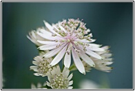 Irish Flower