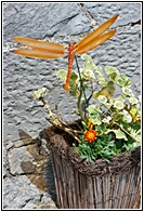 Orange Dragonfly
