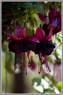 Fuchsias