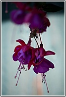 Fuchsias